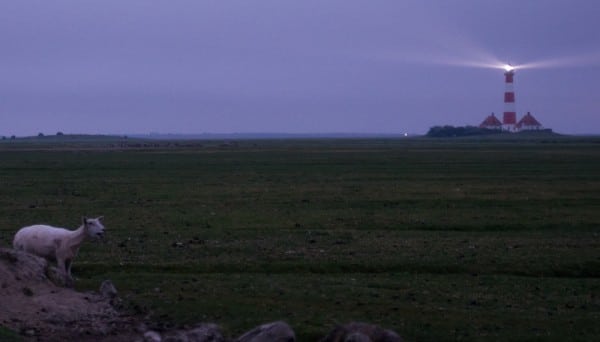 Westerhever Leuchtturm bei Sonnenaufgang mit Schaf