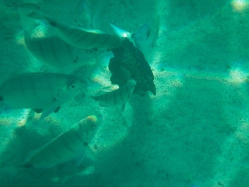 Unterwasseraufnahmen auf Lanzarote