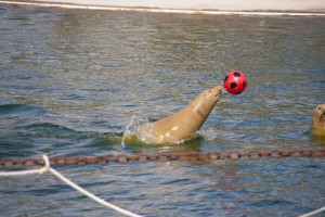 Robben im Westküstenpark spielen im Wasser