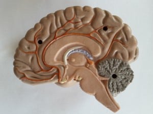 Unser menschliches Gehirn